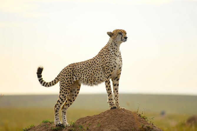 3-Day Masai Mara Wildebeest Migration 2025 - Who should book this safari