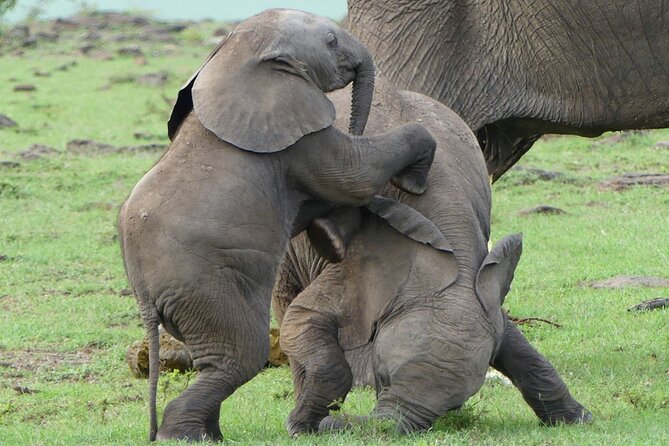 3 Day Private 4x4 Jeep Tour in Masai Mara Safari - The private 4x4 Jeep changes the experience