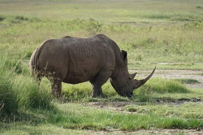 3 Day Private 4x4 Jeep Tour in Masai Mara Safari - What the wildlife experience is really worth