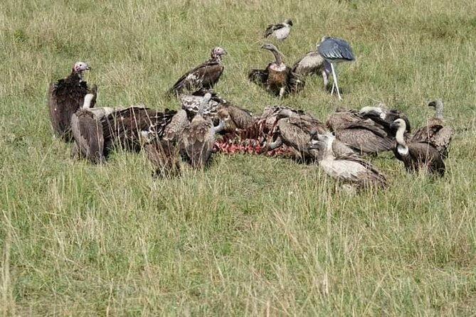 3 Day Private 4x4 Jeep Tour in Masai Mara Safari - The $840 price: good value for the right group