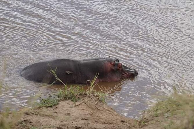 3 Day Private 4x4 Jeep Tour in Masai Mara Safari - Practical comfort, timing, and preparation