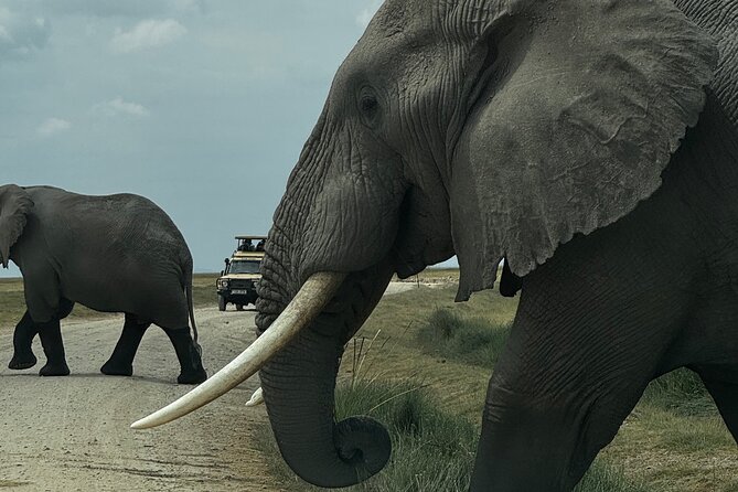 3 Day Private Tour in Maasai Mara with Lodge Luxury with Jeep - Key reasons to consider this Maasai Mara safari