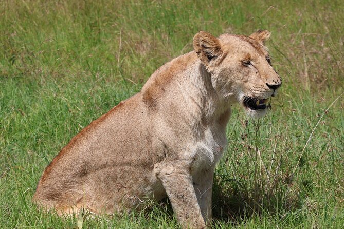 3 Day Private Tour in Maasai Mara with Lodge Luxury with Jeep - What $1,100 per person covers