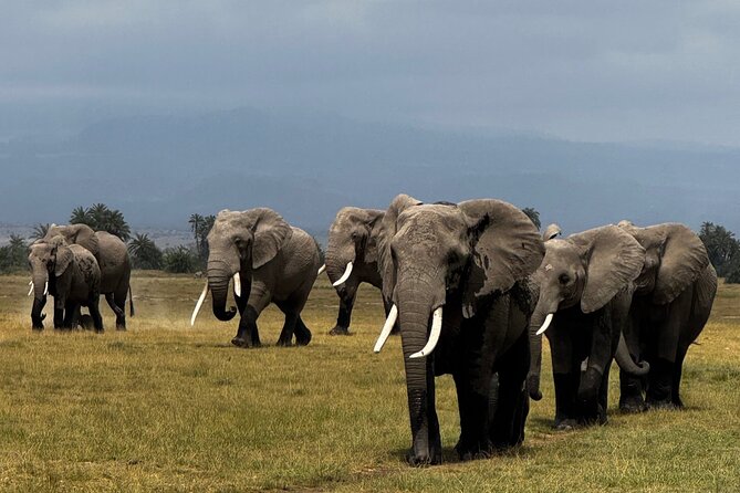 3 Day Private Tour in Maasai Mara with Lodge Luxury with Jeep - The 10-hour Maasai Mara game drive