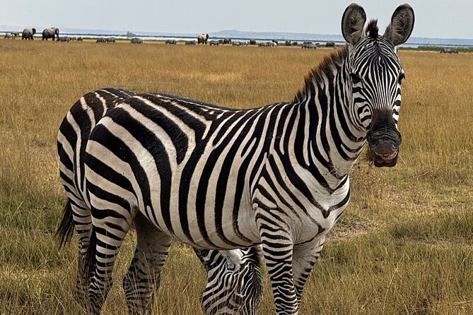 3 Day Private Tour in Maasai Mara with Lodge Luxury with Jeep - Lodge comfort versus a more rustic safari