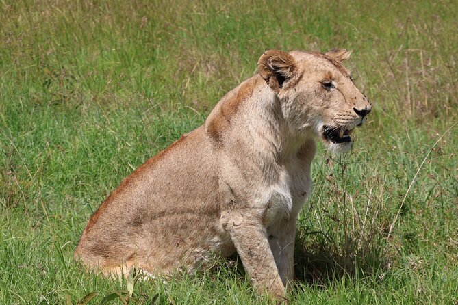 3 Day Private Tour in Maasai Mara with Lodge Luxury with Jeep - Weather, packing, and daily comfort