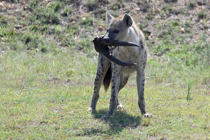 3-Day Private Tour in Tsavo West National Parks - What the private vehicle changes
