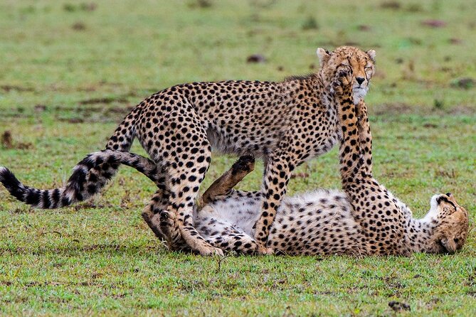 3-Day Private Tour in Tsavo West National Parks - Day 2: An early Tsavo East drive, then greener Tsavo West