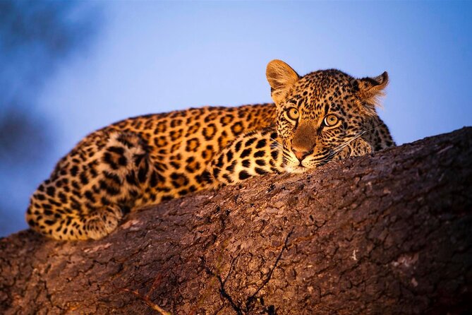 3-Day Safari Tour in two National Parks - Day one: crossing the Likoni Ferry into Tsavo East