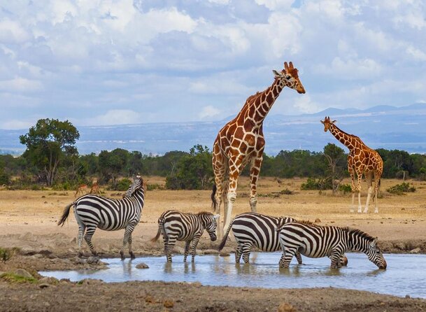 3-Day Sweetwaters: Ol Pejeta Conservancy Safari from Nairobi - Key points worth knowing