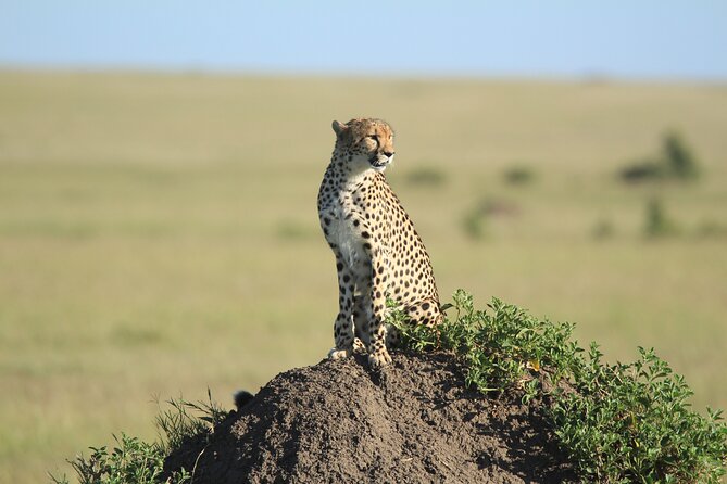 3-Day Sweetwaters: Ol Pejeta Conservancy Safari from Nairobi - Day 3: An early drive, then back to Nairobi