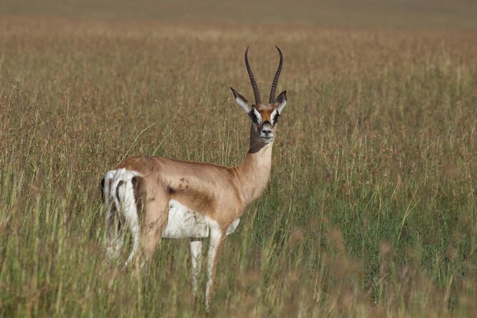 3-Day Sweetwaters: Ol Pejeta Conservancy Safari from Nairobi - What the private vehicle and guide service mean