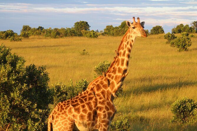 3-Day Tsavo East and Tsavo West Safari - Day three: Mzima Springs before the long return