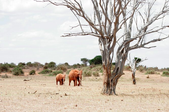 3-Day Tsavo East and Tsavo West Safari - The guide’s role and the pace of wildlife viewing