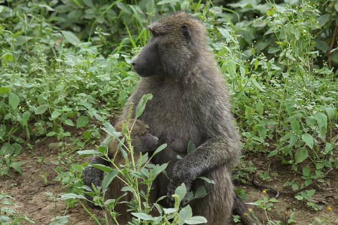 3-Day Tsavo East and Tsavo West Safari - Day one: from Mombasa to Tsavo East