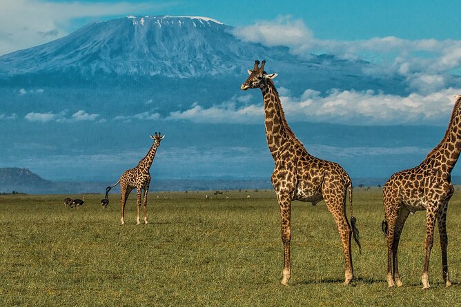3 Days 2 Nights Amboseli National Park Tour - What the $500 Price Really Covers