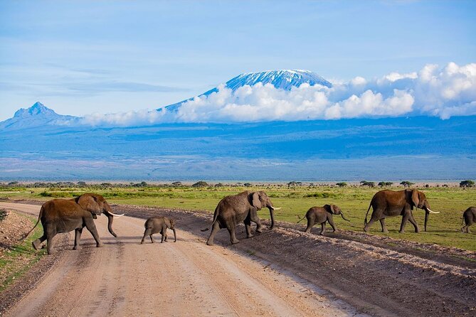 3 Days 2 Nights Amboseli National Park Tour - Day 2: The Full Amboseli Game-Drive Day