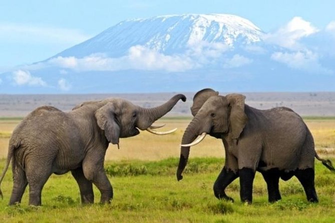 3 Days 2 Nights Amboseli Safari - Five things to know before booking