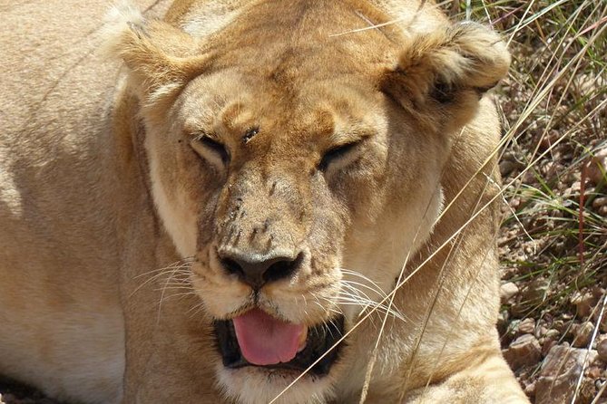 3 days 2 nights budget group safari to Maasai Mara National Reserve - The First Afternoon in Maasai Mara