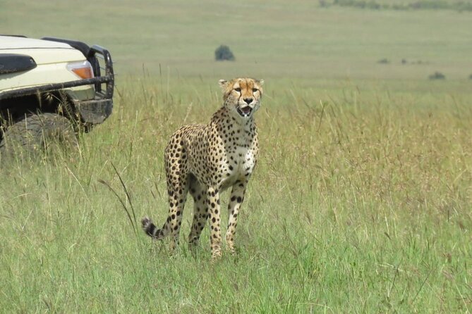 3 Days 2 nights Group joining Midrange Safari Tour in Masai maraa - Why Three Days Works Well In The Maasai Mara