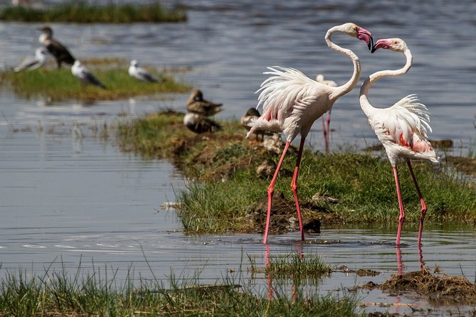 3 Days 2 Nights in Maasai Mara via The Great Rift Valley - Why the private format matters
