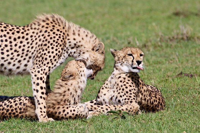 3 Days 2 Nights in Maasai Mara via The Great Rift Valley - Who will like this three-day safari