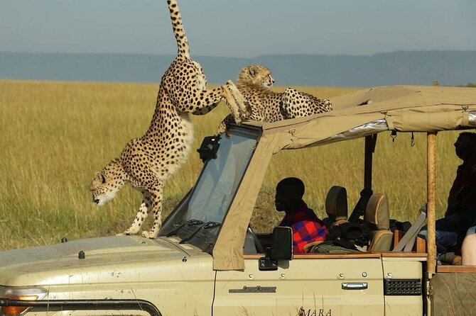 3 Days - 2 Nights Maasai Mara from Nairobi - Day two, the full Mara game drive