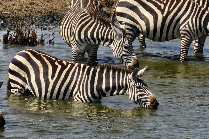 3 Days - 2 Nights Maasai Mara from Nairobi - Meals, accommodation, and the real value of $800