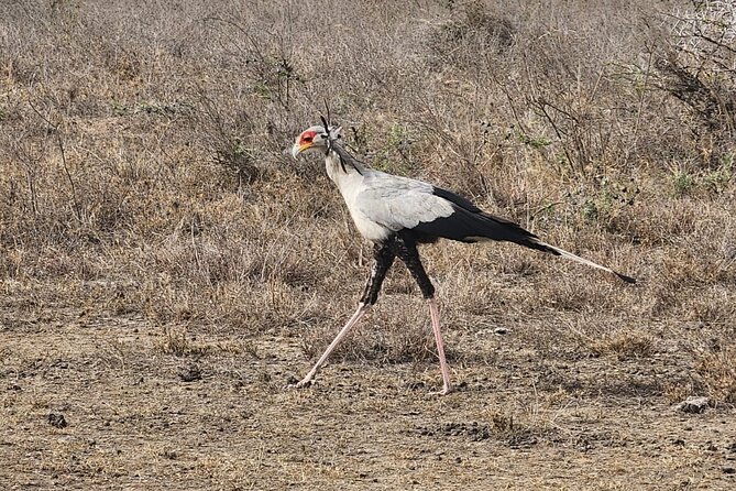 3 Days - 2 Nights Maasai Mara from Nairobi - Booking details and cancellation