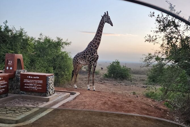 3 Days - 2 Nights Maasai Mara from Nairobi - What the customized safari Jeep adds