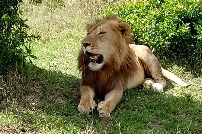 3 days, 2 nights Maasai Mara Game Reserve - Why this Maasai Mara safari is worth considering
