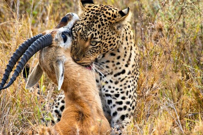 3 Days 2 Nights Maasai Mara Group Safari by 4WD From Nairobi - Rhino Tourist Tent and the practical side of camp life
