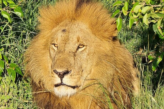 3 Days 2 Nights Maasai Mara Group Safari by 4WD From Nairobi - Picnic lunch beneath a croton tree