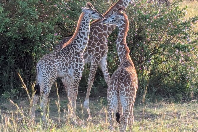 3 Days 2 Nights Maasai Mara Group Safari by 4WD From Nairobi - Returning to Nairobi on the final morning