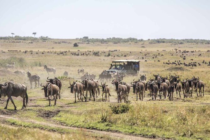3 Days 2 Nights Maasai Mara National Reserve Joining Safari - Day 2: Big cats, open plains, and the Mara River