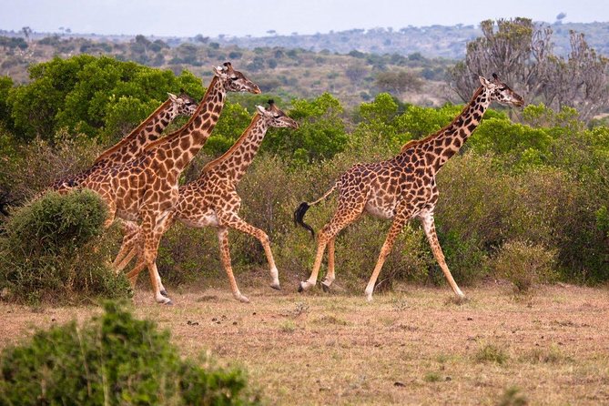 3 Days 2 Nights Masai Mara Joining Safari From Nairobi - Day three: one last drive before Nairobi