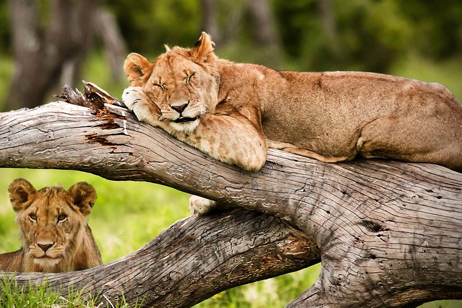 3 Days 2 Nights Masai Mara Joining Safari From Nairobi - The real cost: $500 plus park fees