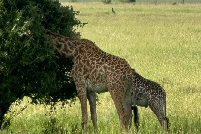 3 Days 2 Nights Masai Mara Road Transport Safari - Why This Safari Works for a Three-Day Schedule