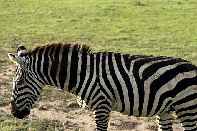 3 Days 2 Nights Masai Mara Road Transport Safari - Comfort, Fitness, and Who Should Book