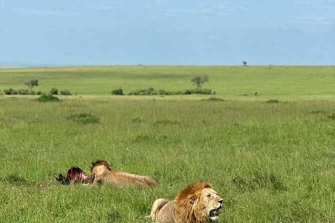 3 Days 2 Nights Masai Mara Road Transport Safari - Arriving for Lunch and the First Game Drive
