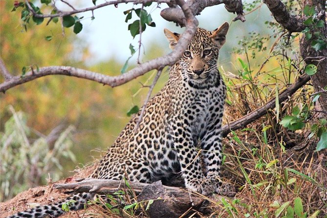 3 Days, 2 Nights Safari - Amboseli National Park and Tsavo West Adventure Safari - Why this safari works from Diani Beach