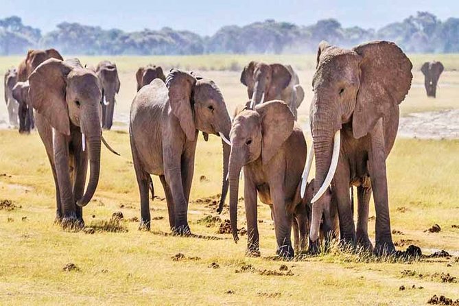 3 Days, 2 Nights Safari - Amboseli National Park and Tsavo West Adventure Safari - The optional Tsavo East return route