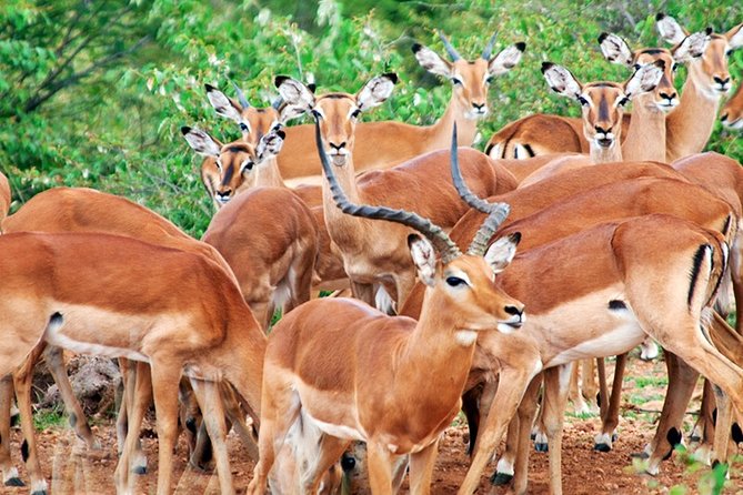 3 Days, 2 Nights Safari - Amboseli National Park and Tsavo West Adventure Safari - Transport, meals, and what the price really covers