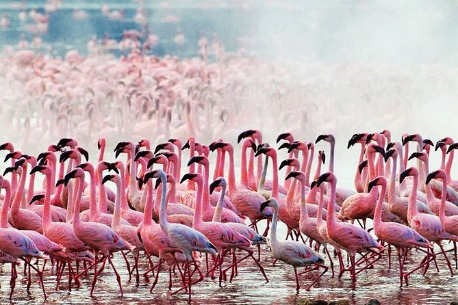 3 Days, 2 Nights Safari - Amboseli National Park and Tsavo West Adventure Safari - Who should book this safari?