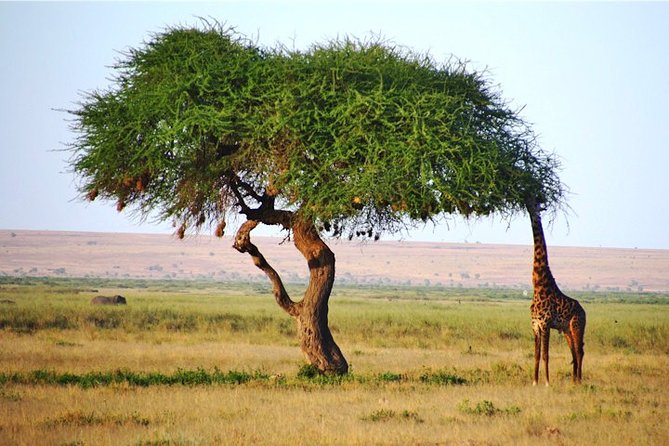 3 Days, 2 Nights Safari - Amboseli National Park and Tsavo West Adventure Safari - Day one: Tsavo West and the red elephants