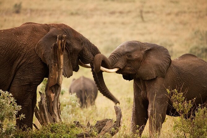 3 Days, 2 Nights Safari - Luxury Maasai Mara from Kisumu/Nairobi - Why three days works in the Maasai Mara