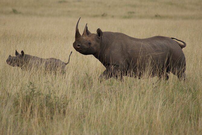 3 Days, 2 Nights Safari - Luxury Maasai Mara from Kisumu/Nairobi - Day two: sunrise, open plains, and the Mara River