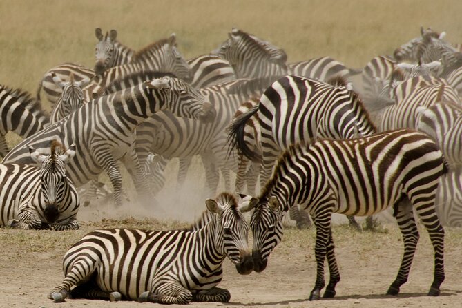 3 Days, 2 Nights Safari - Luxury Maasai Mara from Kisumu/Nairobi - Day three: Maasai culture before the drive home