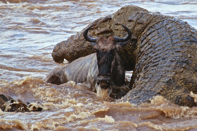 3 Days, 2 Nights Safari - Luxury Maasai Mara from Kisumu/Nairobi - Wildlife viewing and photography