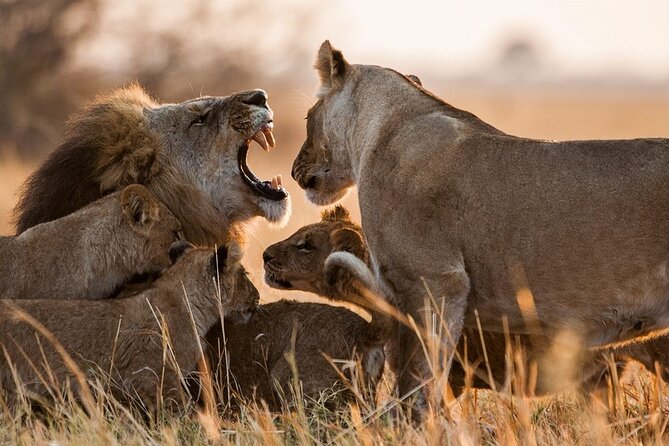 3 Days, 2 Nights Safari - Luxury Maasai Mara from Kisumu/Nairobi - Day one: Rift Valley views and an afternoon game drive